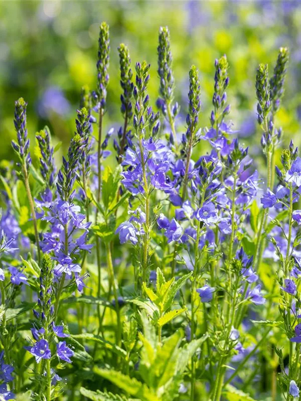 Österreichischer Ehrenpreis 'Knallblau'