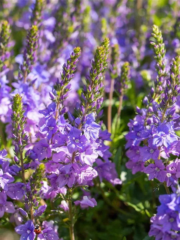 Österreichischer Ehrenpreis 'Shirley Blue'