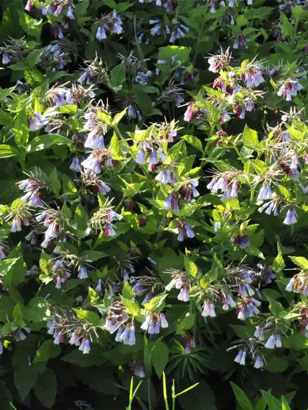 Blaublühender Beinwell