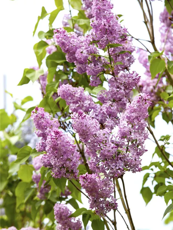 Chinesischer Flieder