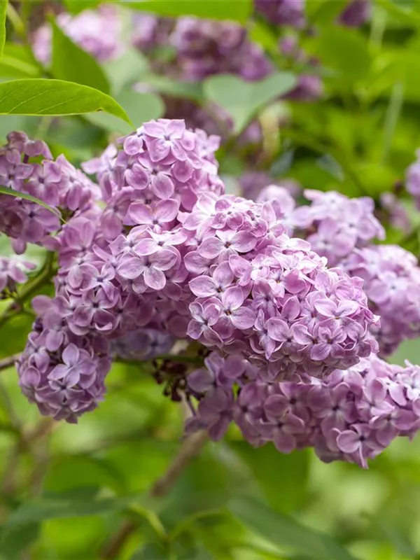 Chinesischer Flieder 'Saugeana'