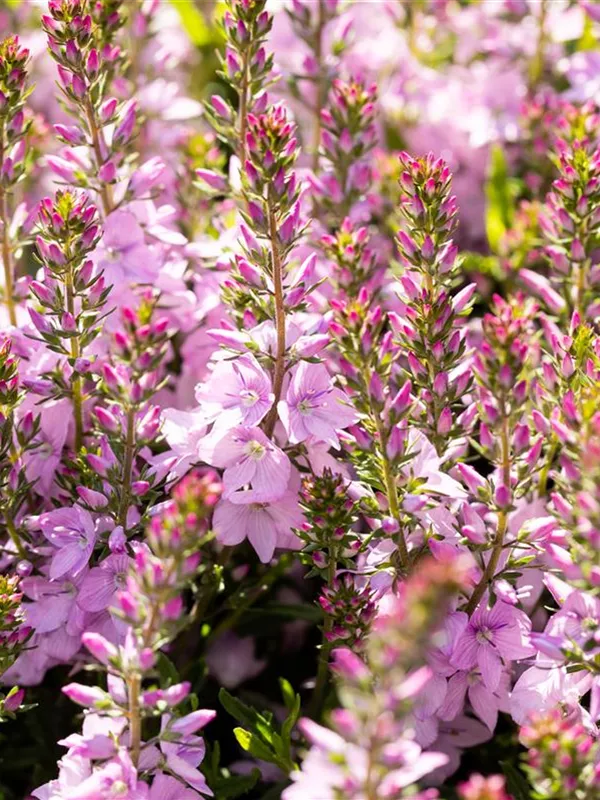 Niederliegender Ehrenpreis 'Rosea'