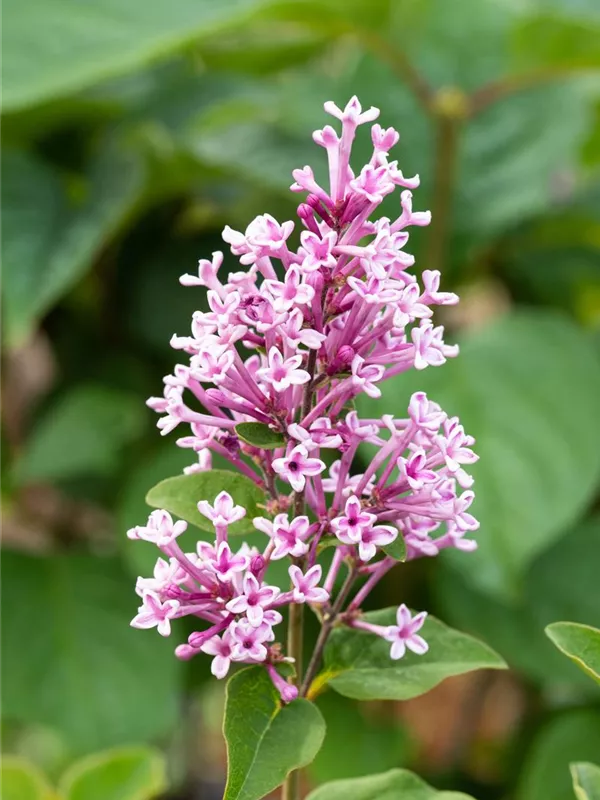 Meyer's Flieder 'Josée'