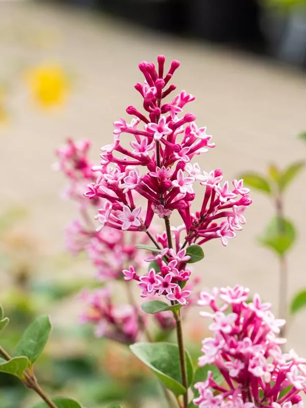 Zwerg-Duftflieder 'Tinkerbelle'®