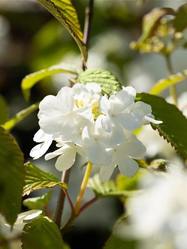 Schneeball 'Newport'