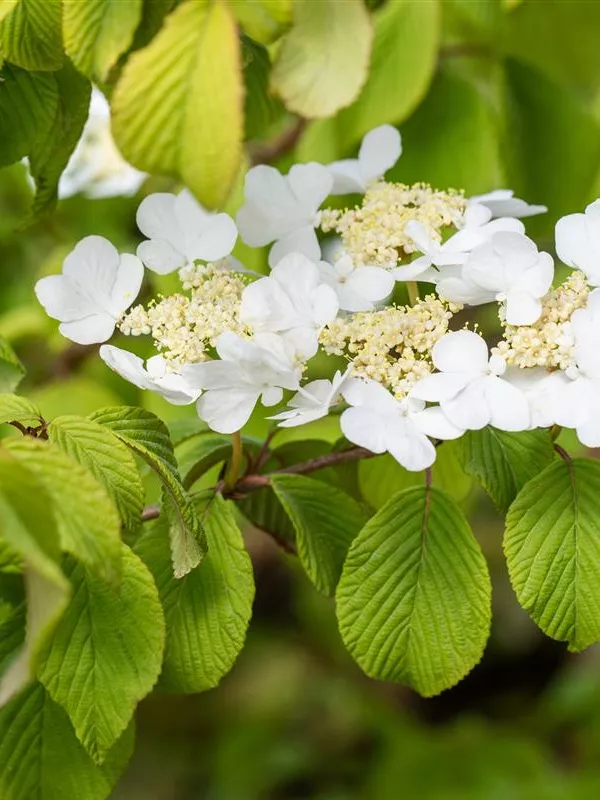 Japanischer Schneeball