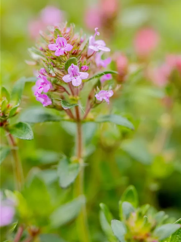 Sand-Thymian 'Coccineus'
