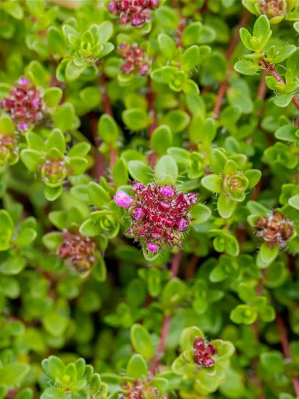 Sand-Thymian 'Purple Beauty'