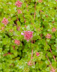Sand-Thymian 'Purple Beauty'