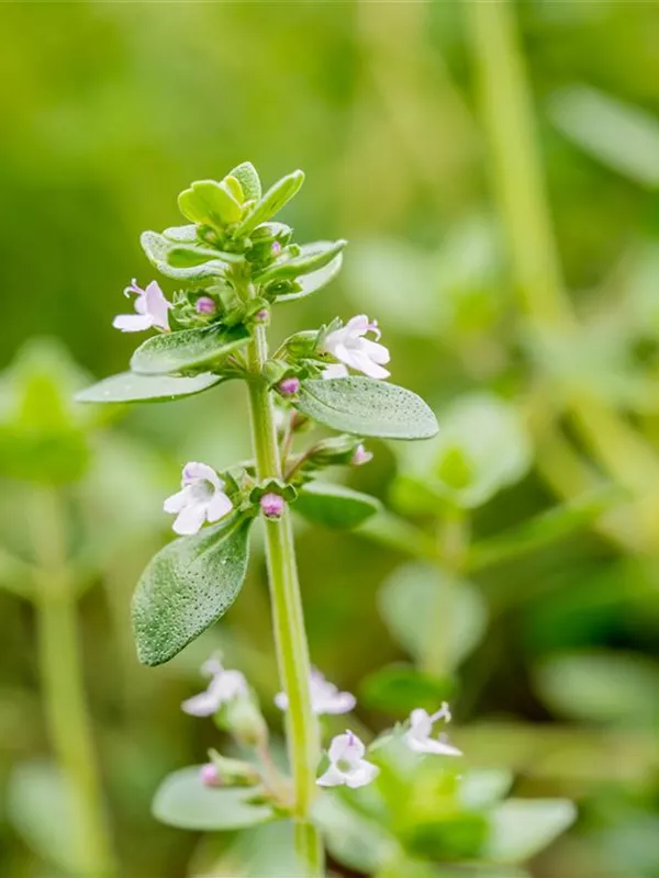 Zitronen-Thymian
