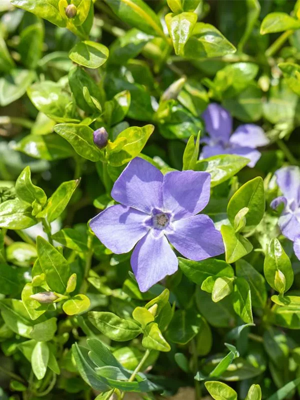 Kleines Garten-Immergrün 'Marie'(s)