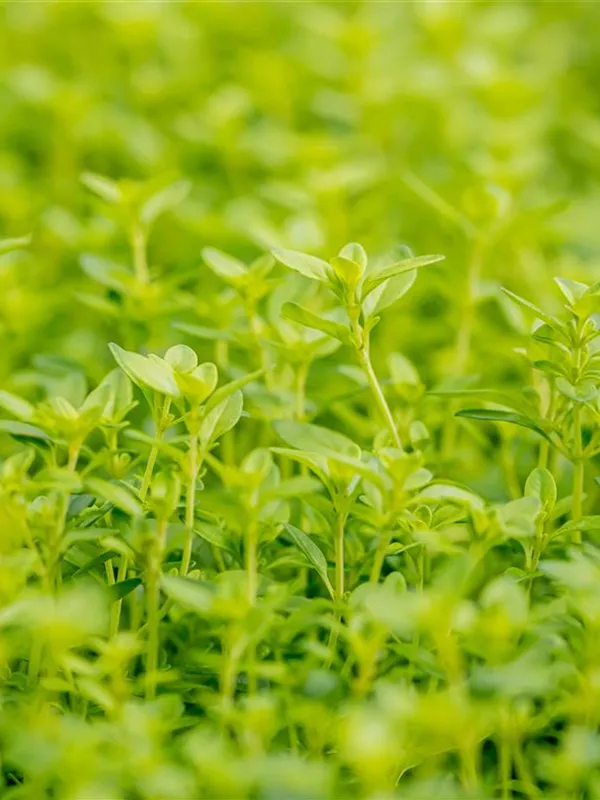 Goldener Zitronen-Thymian 'Aureus'