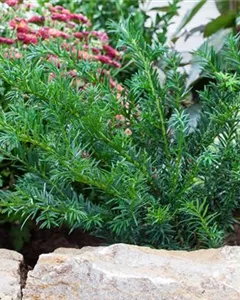 Tafeleibe 'Repandens'