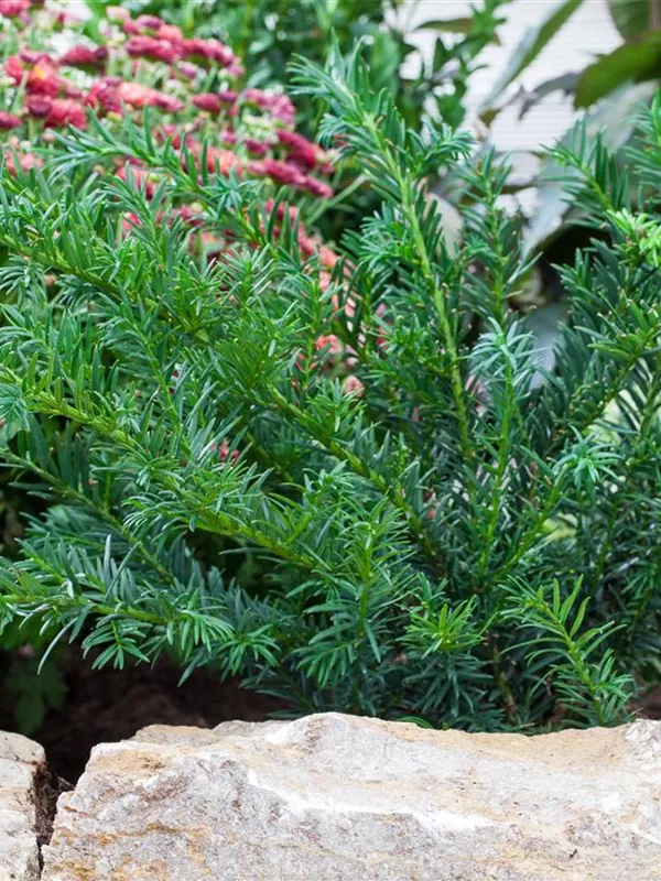 Tafeleibe 'Repandens'