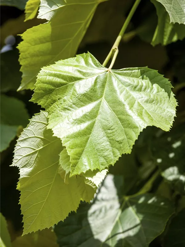 Kaiser-Linde 'Pallida'