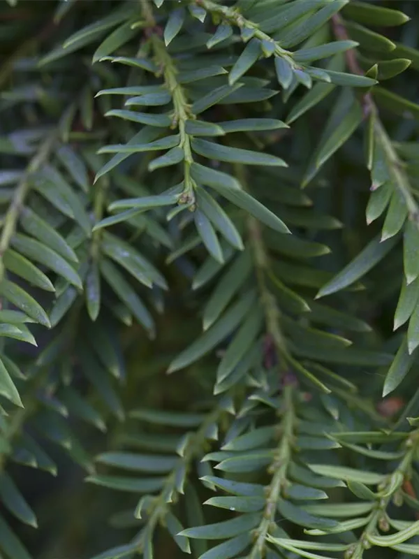Hänge-Eibe 'Pendula Graciosa'