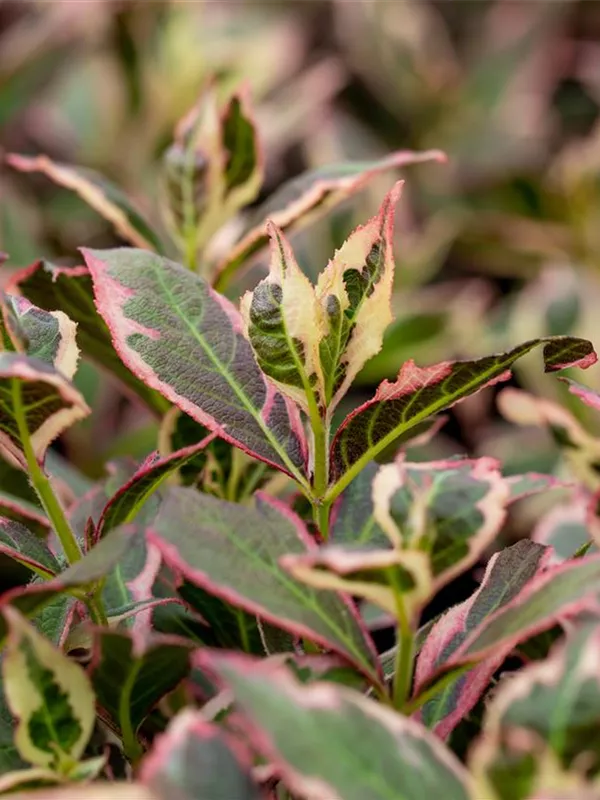 Weigelie 'Magical Rainbow'®