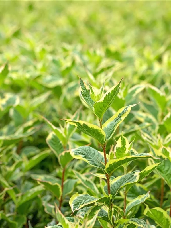 Buntblättrige Weigelie 'Nana Variegata'