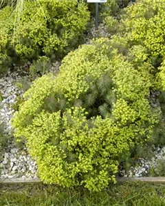 Garten-Zypressen-Wolfsmilch 'Fens Ruby'