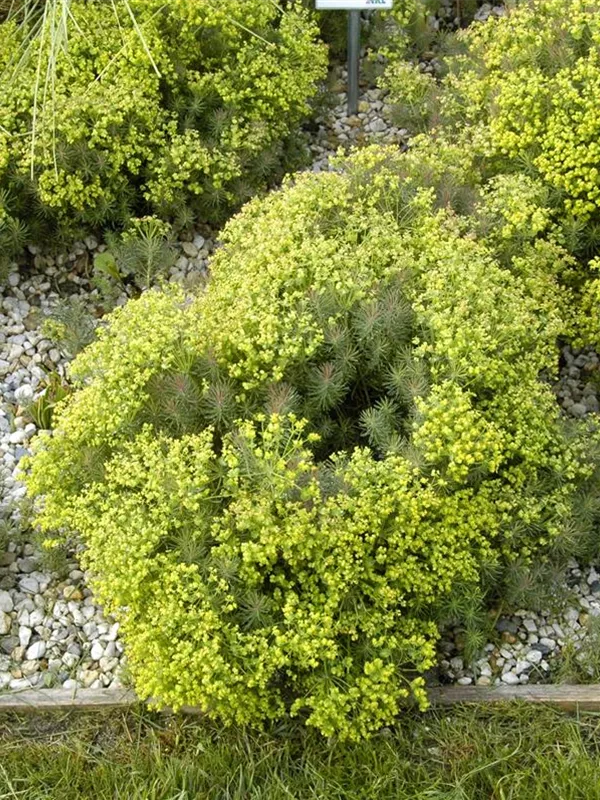 Garten-Zypressen-Wolfsmilch 'Fens Ruby'