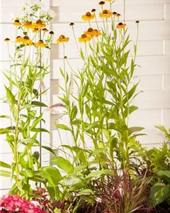 Garten-Sonnenbraut 'Wyndley'