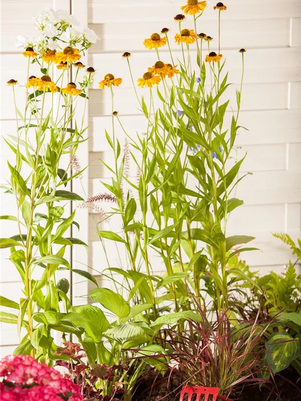 Garten-Sonnenbraut 'Wyndley'