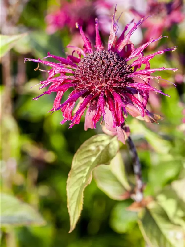 Garten-Indianernessel 'Donnerwolke'