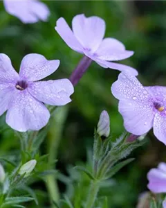 Garten-Teppich-Flammenblume 'Lachsjuwel'