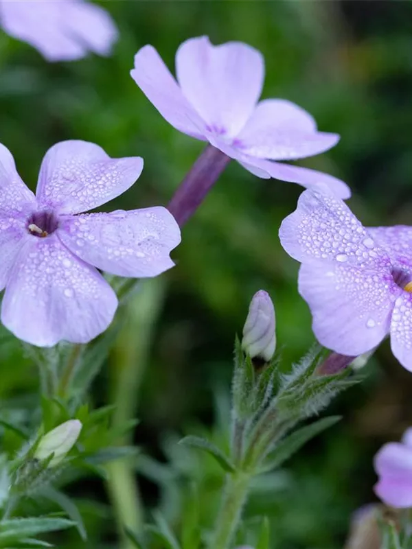 Garten-Teppich-Flammenblume 'Lachsjuwel'