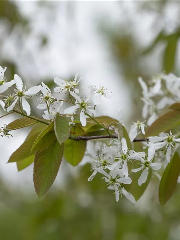 Hängende Felsenbirne