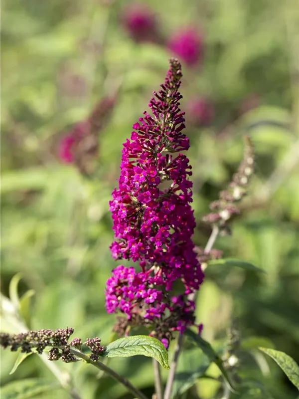 Sommerflieder 'Prince Charming'