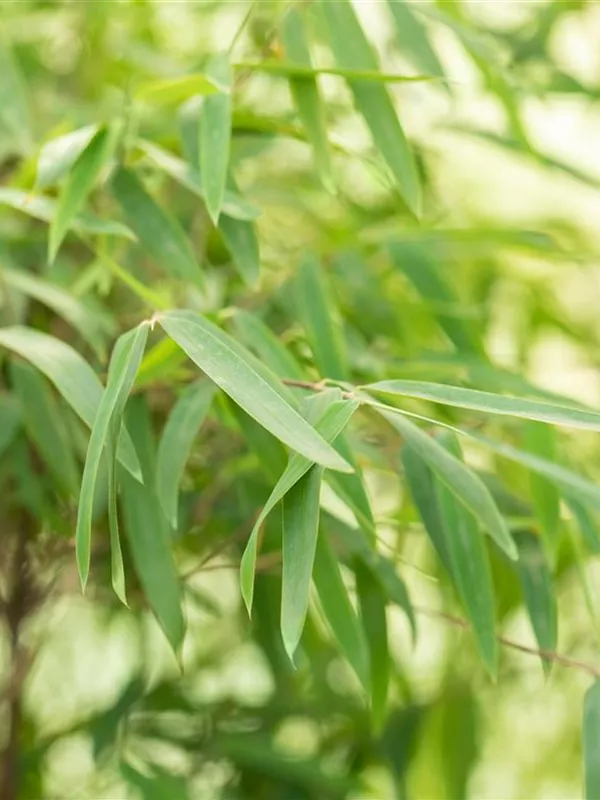 Bambus 'Jiuzhaigou 4'