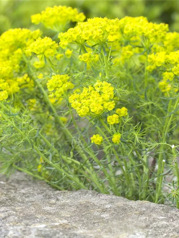 Zypressen-Wolfsmilch