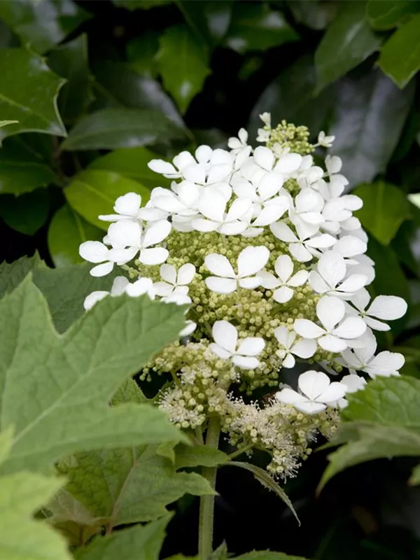Eichenblättrige Hortensie
