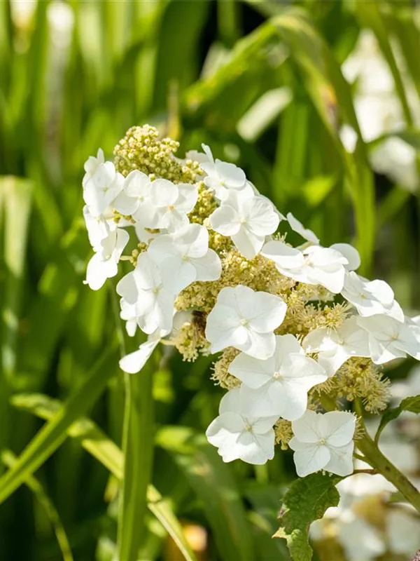 Eichenblättrige Hortensie 'Ruby Slippers'