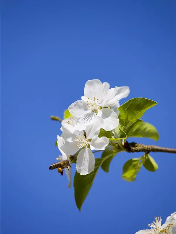 Zierapfel 'Butterball'