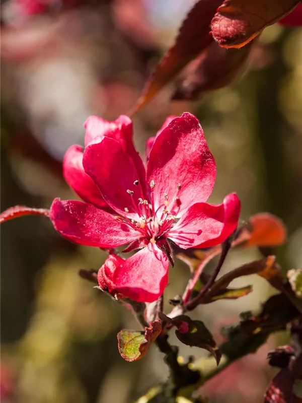 Zierapfel 'Dark Rosaleen'