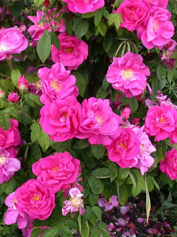 Apfelrose 'ANGELIA® Purple'