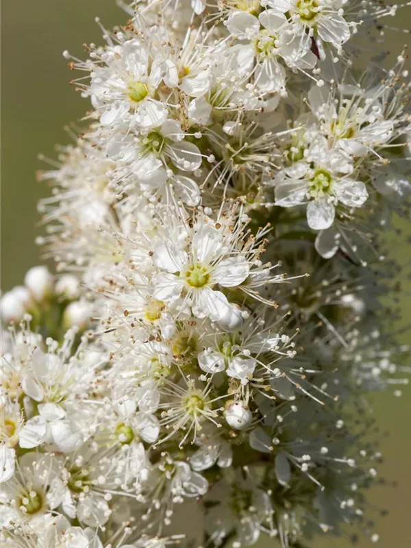 Niedrige Fiederspiere