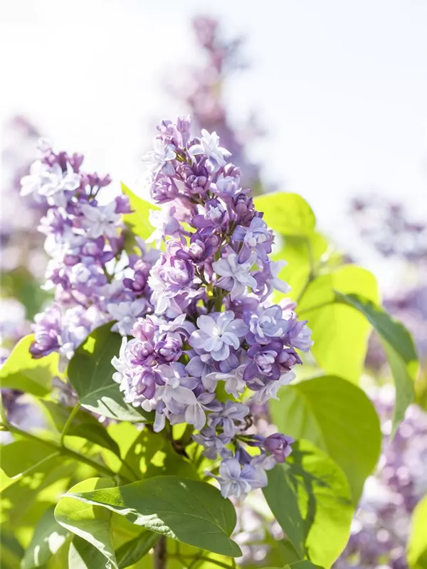 Edelflieder 'Carpe Diem'®