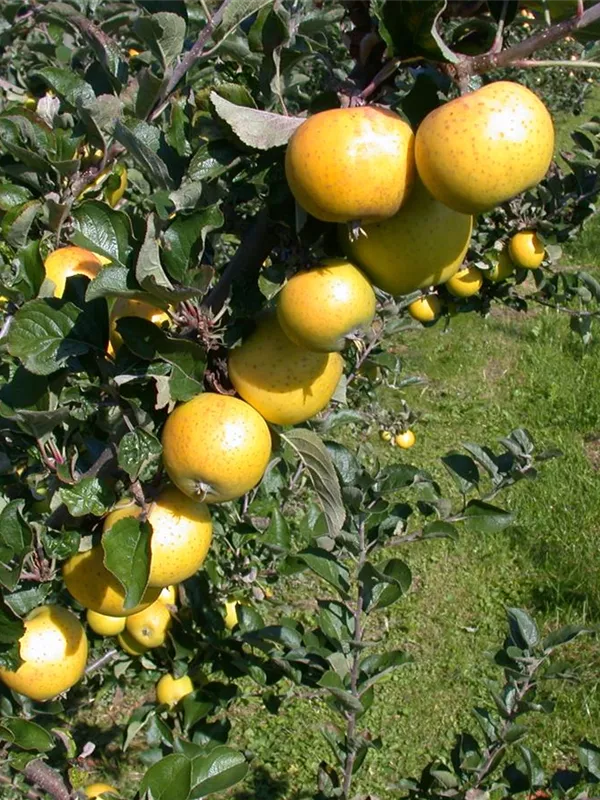 Apfel 'Gelber Edelapfel'