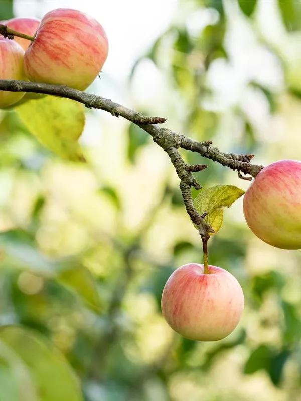 Herbstapfel 'Schöner von Herrnhut'