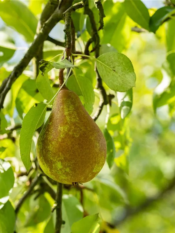 Birne 'Bosc´s Flaschenbirne'