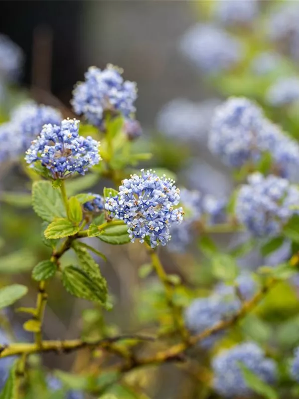 Kriechende Säckelblume