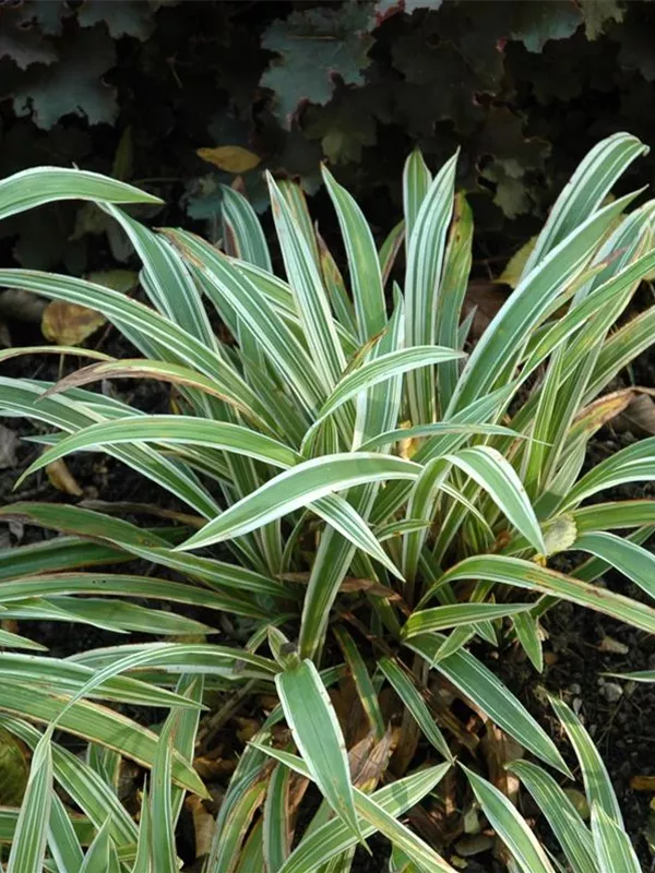 Bunte Breitblatt-Segge 'Variegata'