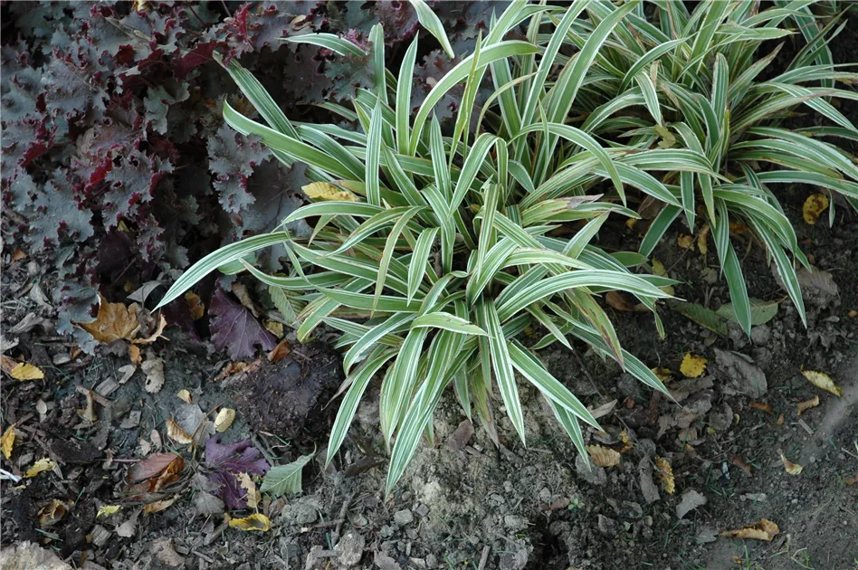 Carex siderosticha 'Variegata', Bunte Breitblatt-Segge 'Variegata' -  Gaertnerei Boock