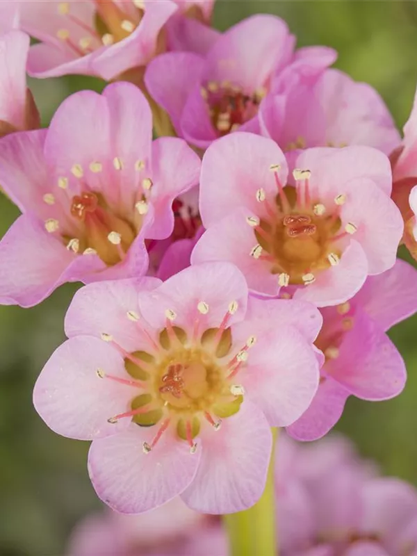 Garten-Bergenie 'Biedermeier'