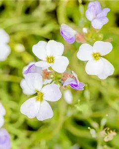 Garten-Blaukissen 'Winterberg'