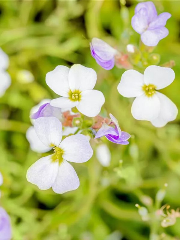 Garten-Blaukissen 'Winterberg'