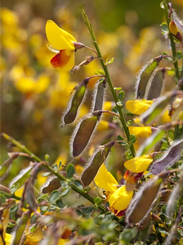 Edelginster 'Andreanus Splendens'